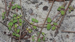 Euphorbia cordifolia