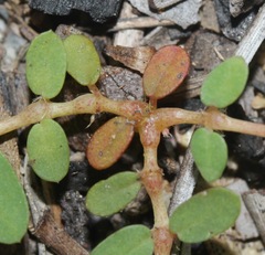 Euphorbia cordifolia