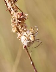 Oxyopes heterophthalmus