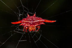 Gasteracantha versicolor