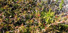 Cliffortia uncinata
