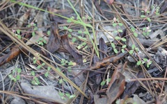 Euphorbia cordifolia