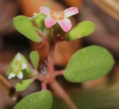 Euphorbia cordifolia
