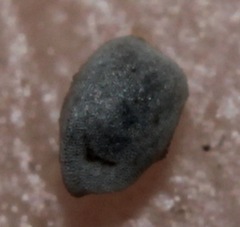 Euphorbia cordifolia