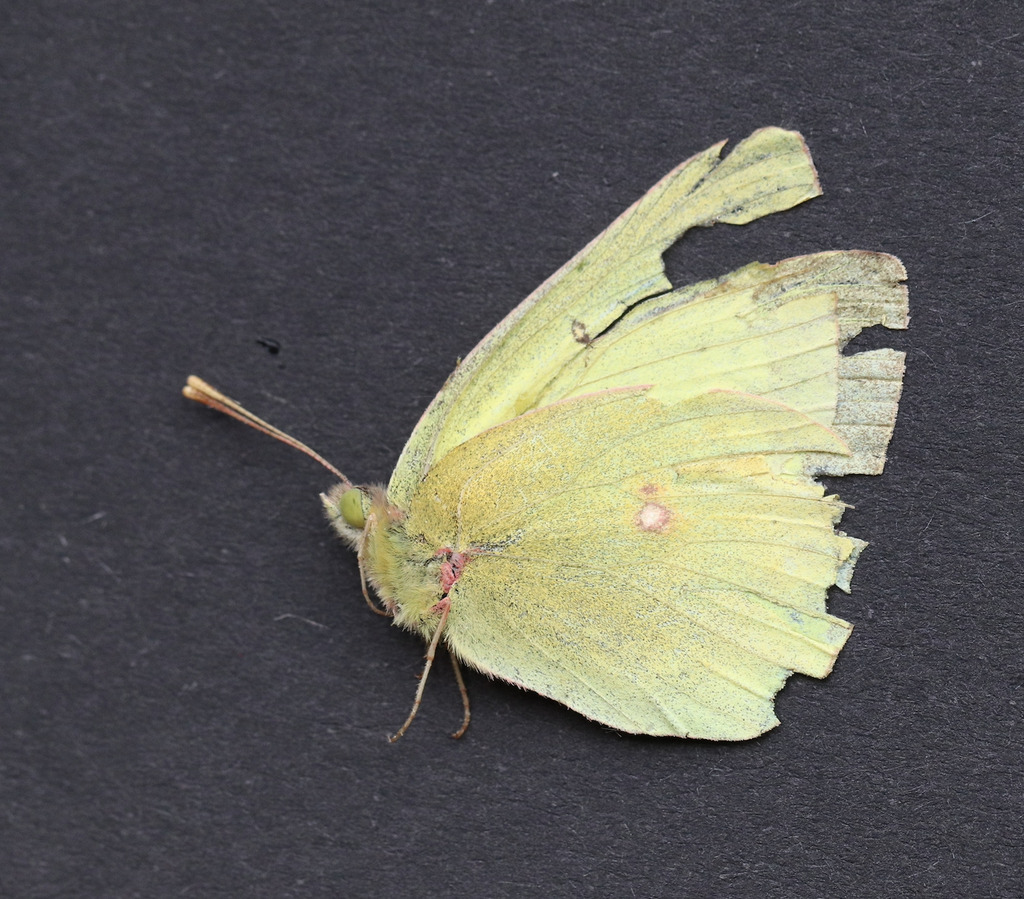 Giant Sulphur