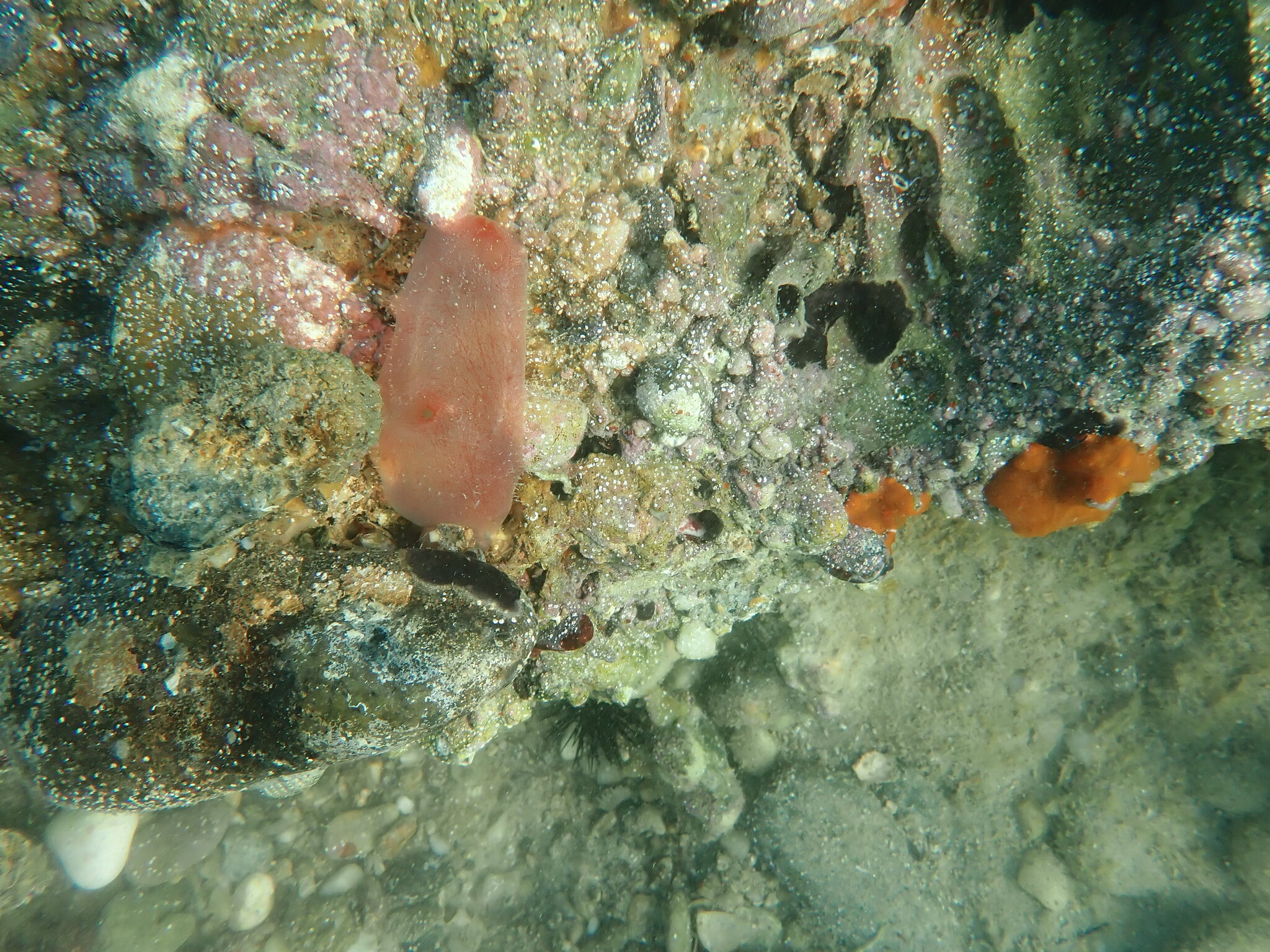 Ascidia mentula Müller, 1776