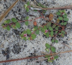 Euphorbia cordifolia