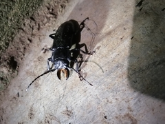 Mallodon chevrolatii