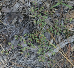 Euphorbia cordifolia