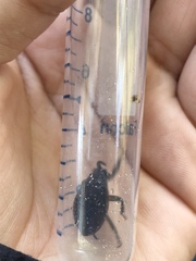 Nepoidea