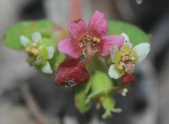 Euphorbia cordifolia