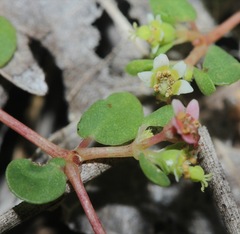 Euphorbia cordifolia