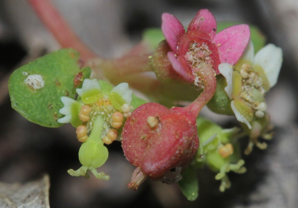 Euphorbia cordifolia