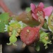 Euphorbia cordifolia - Photo (c) Nathan Taylor, alguns direitos reservados (CC BY-NC), uploaded by Nathan Taylor