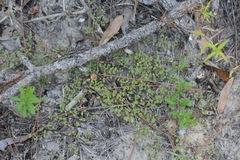 Euphorbia cordifolia