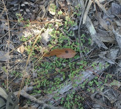 Euphorbia cordifolia