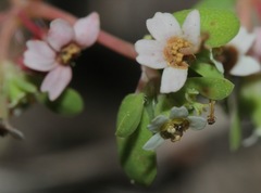 Euphorbia cordifolia