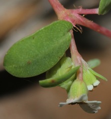 Euphorbia cordifolia
