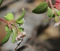 Euphorbia cordifolia