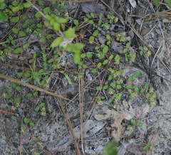 Euphorbia cordifolia