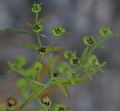 Trichostema setaceum