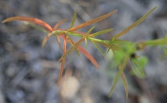 Trichostema setaceum