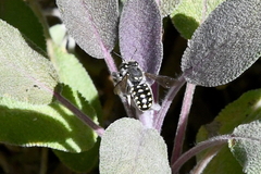 Anthidium maculosum