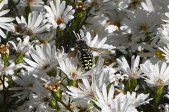 Anthidium maculosum