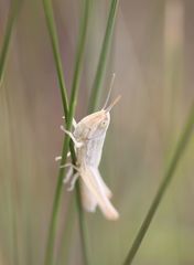 Euchorthippus pulvinatus
