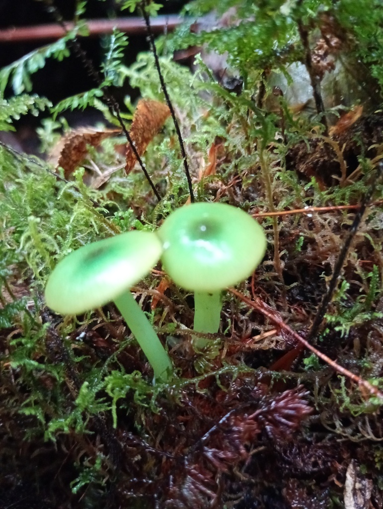 Entoloma necopinatum · April 2025 · photo: © ricardo_bj (iNaturalist, cc0)