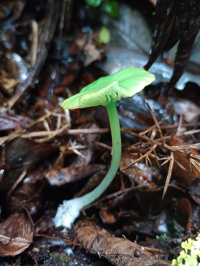 Entoloma necopinatum · April 2025 · photo: © ricardo_bj (iNaturalist, cc0)