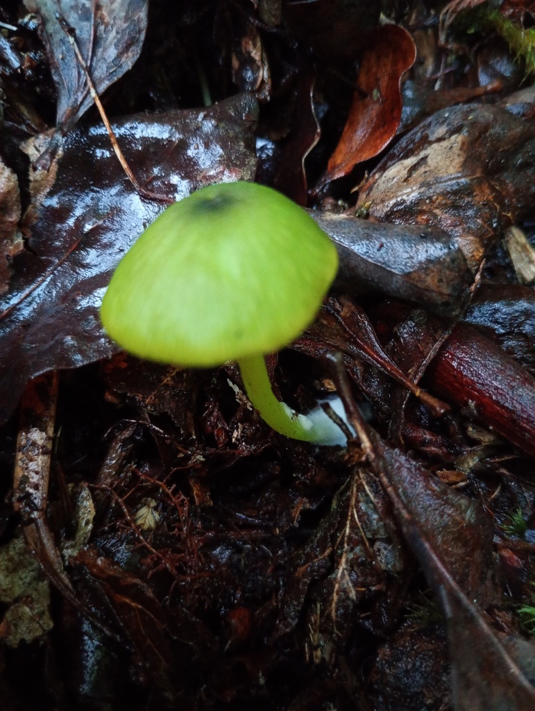 Entoloma necopinatum · April 2025 · photo: © ricardo_bj (iNaturalist, cc0)