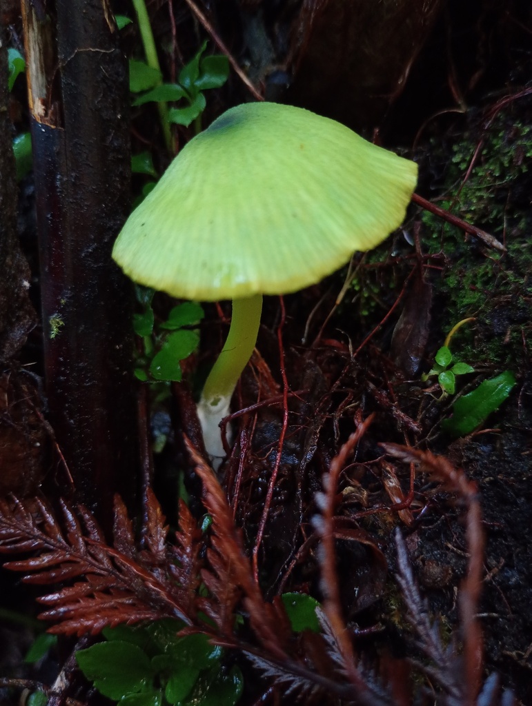 Entoloma necopinatum · April 2025 · photo: © ricardo_bj (iNaturalist, cc0)