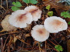 Mycena zephirus