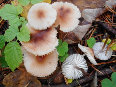 Mycena zephirus