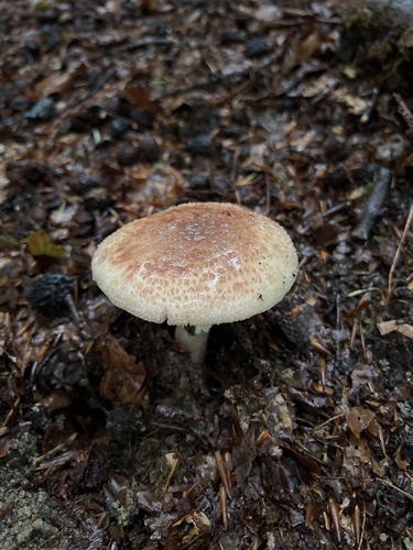 Perlpilz