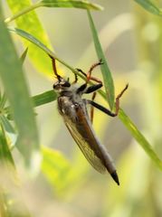 Echthistus rufinervis