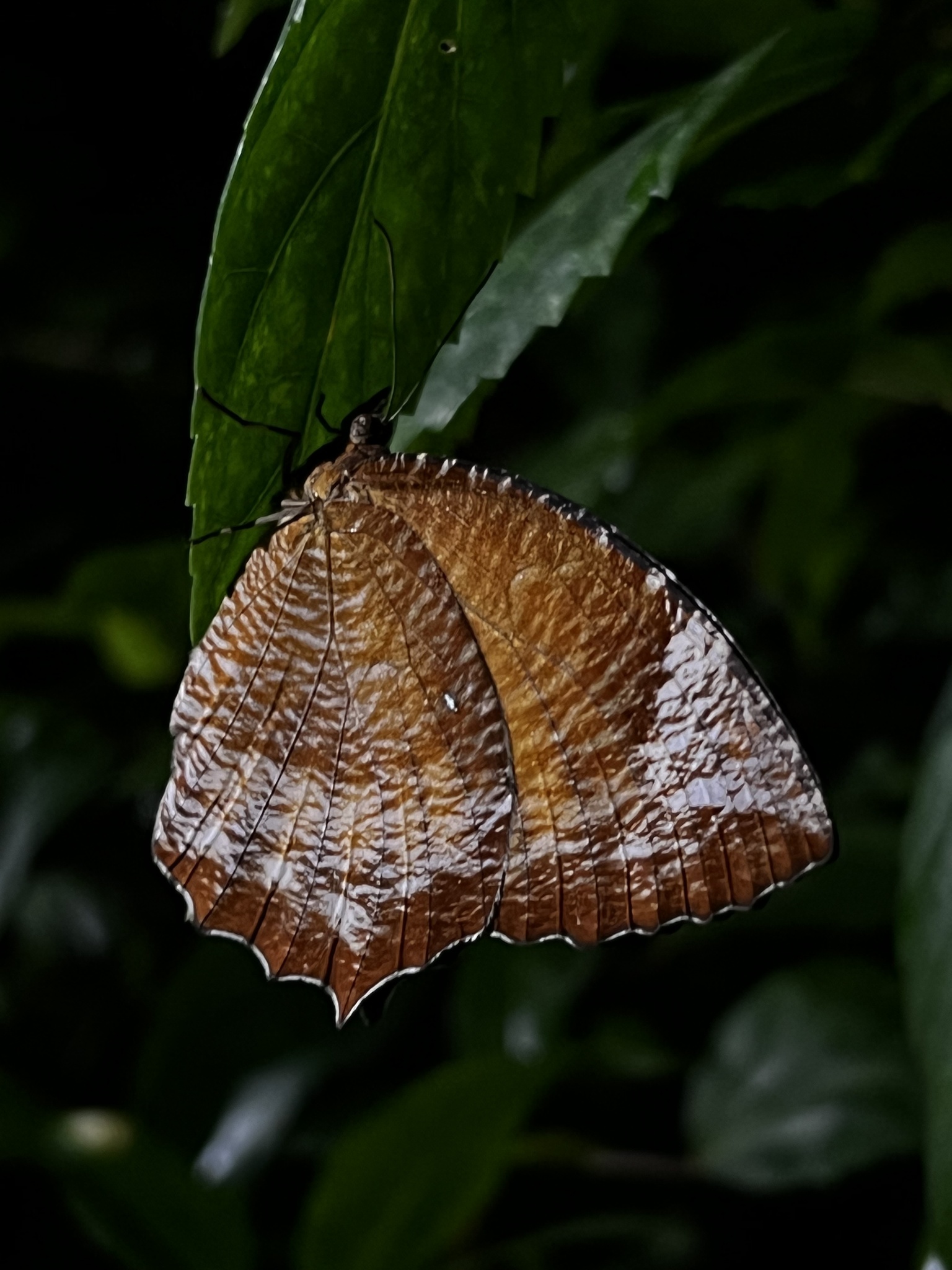 Common Palmfly