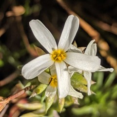 Leptosiphon nuttallii