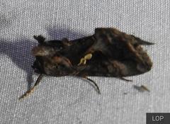 Plusiopalpa