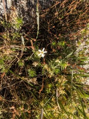 Leptosiphon nuttallii