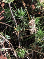 Leptosiphon nuttallii