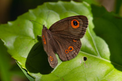 Strabena triophthalma