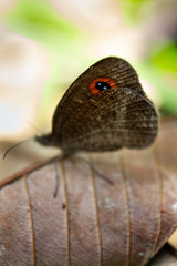 Strabena triophthalma