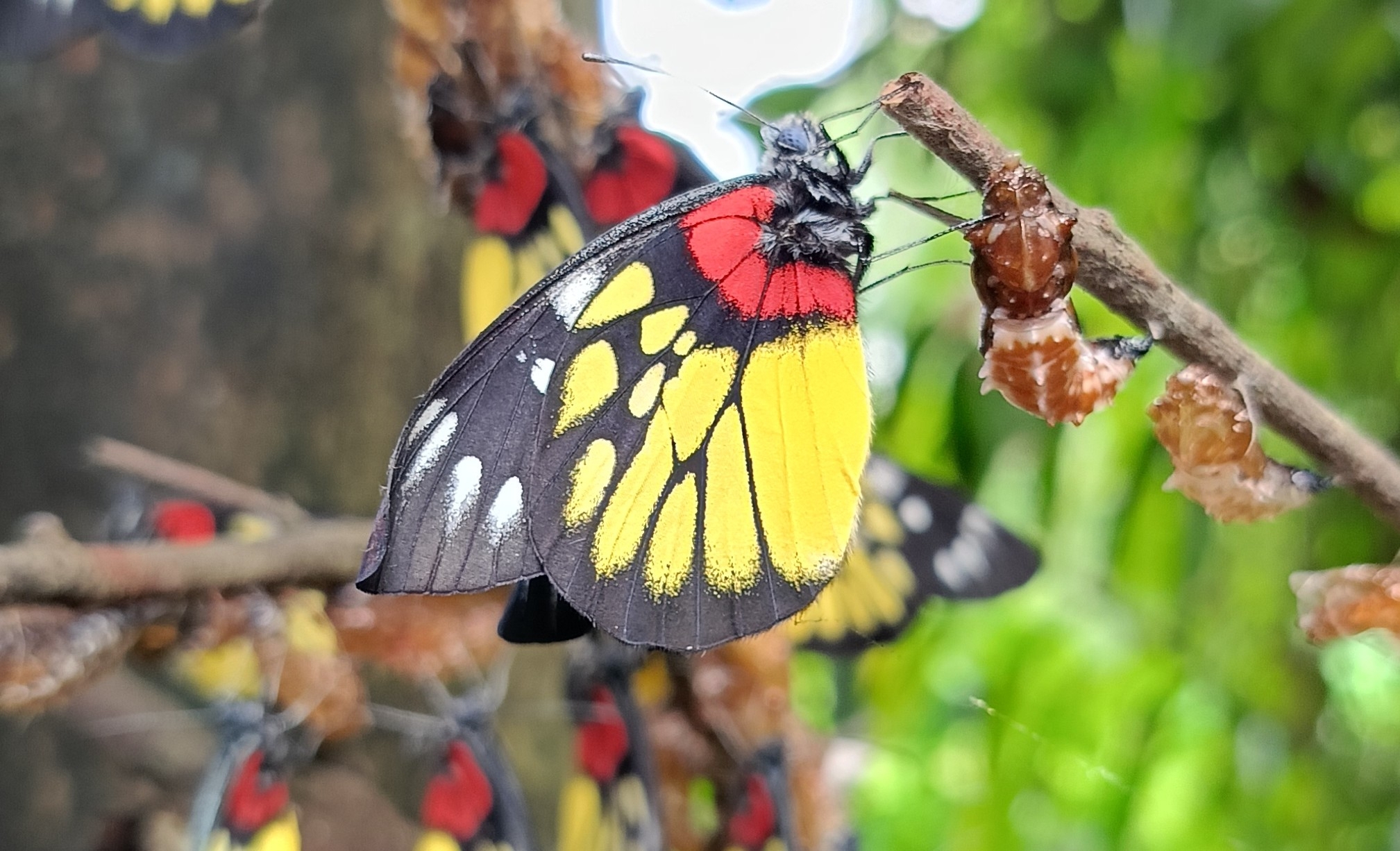Redbase Jezebel