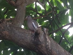 Patagioenas corensis
