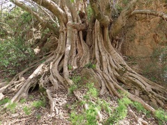 Ficus cordata
