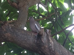 Patagioenas corensis