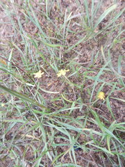 Ranunculus flammula filiformis