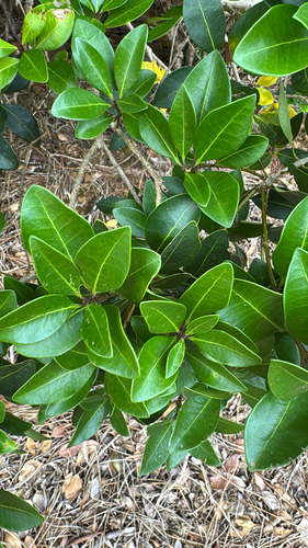 Picconia azorica, photograph 3